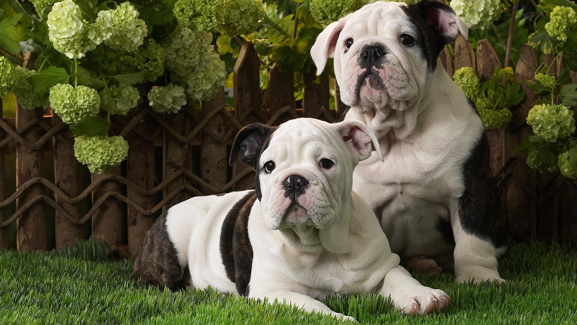 English bulldog puppies Widescreen Wallpaper   4869