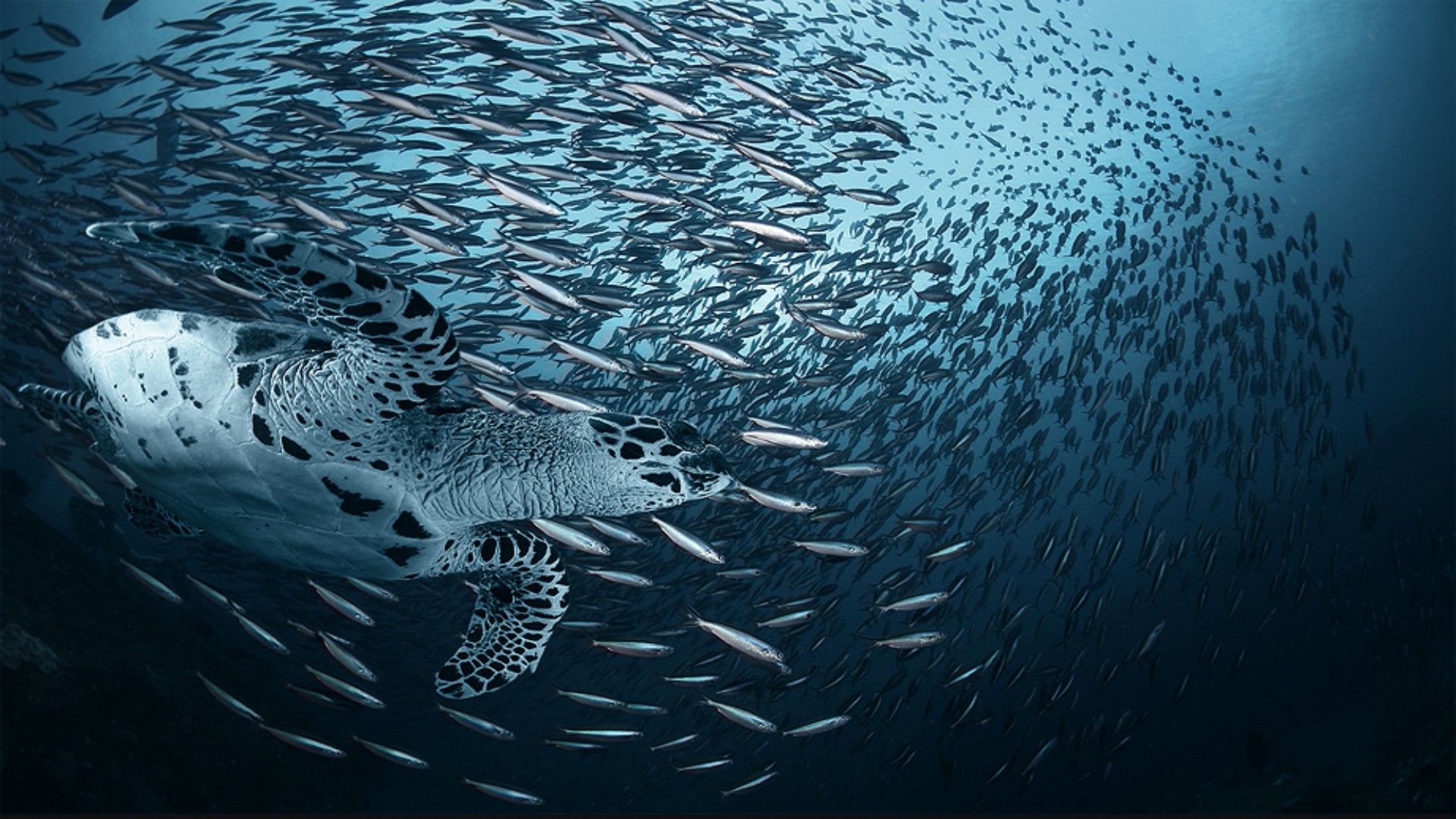 Ocean Fish Turtles Wallpaper