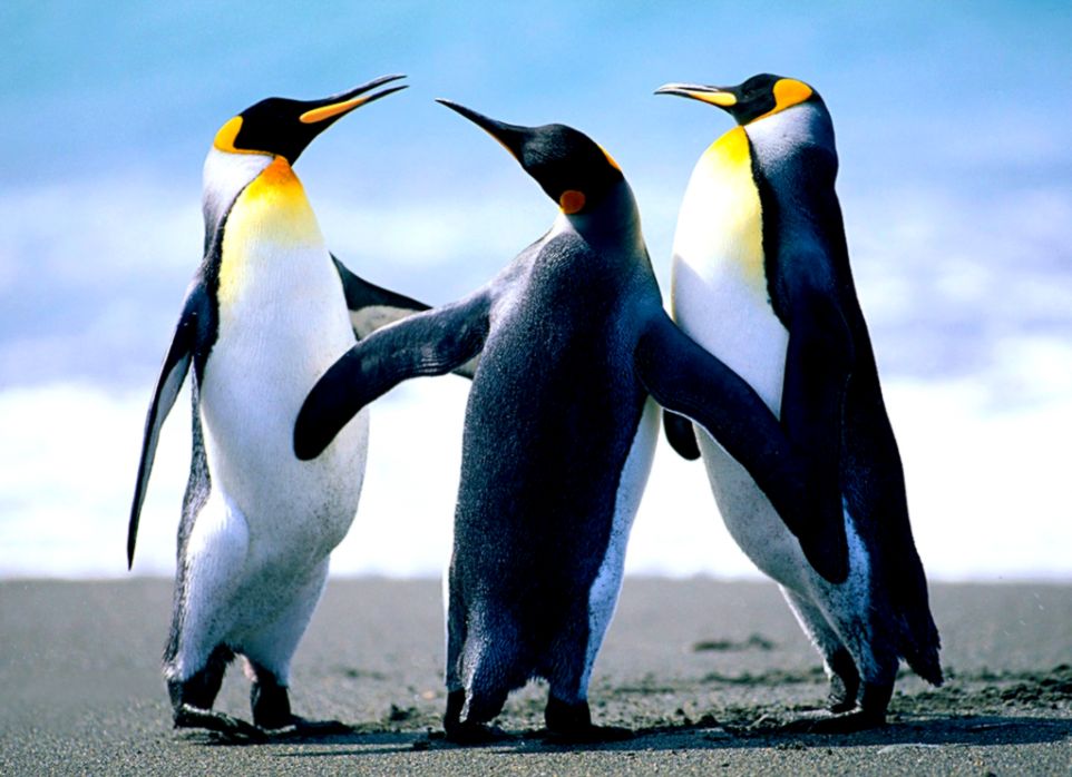 Penguins HD Wallpaper Pc