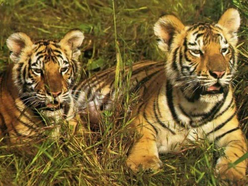 Tiger Cubs Screensaver Screensavers