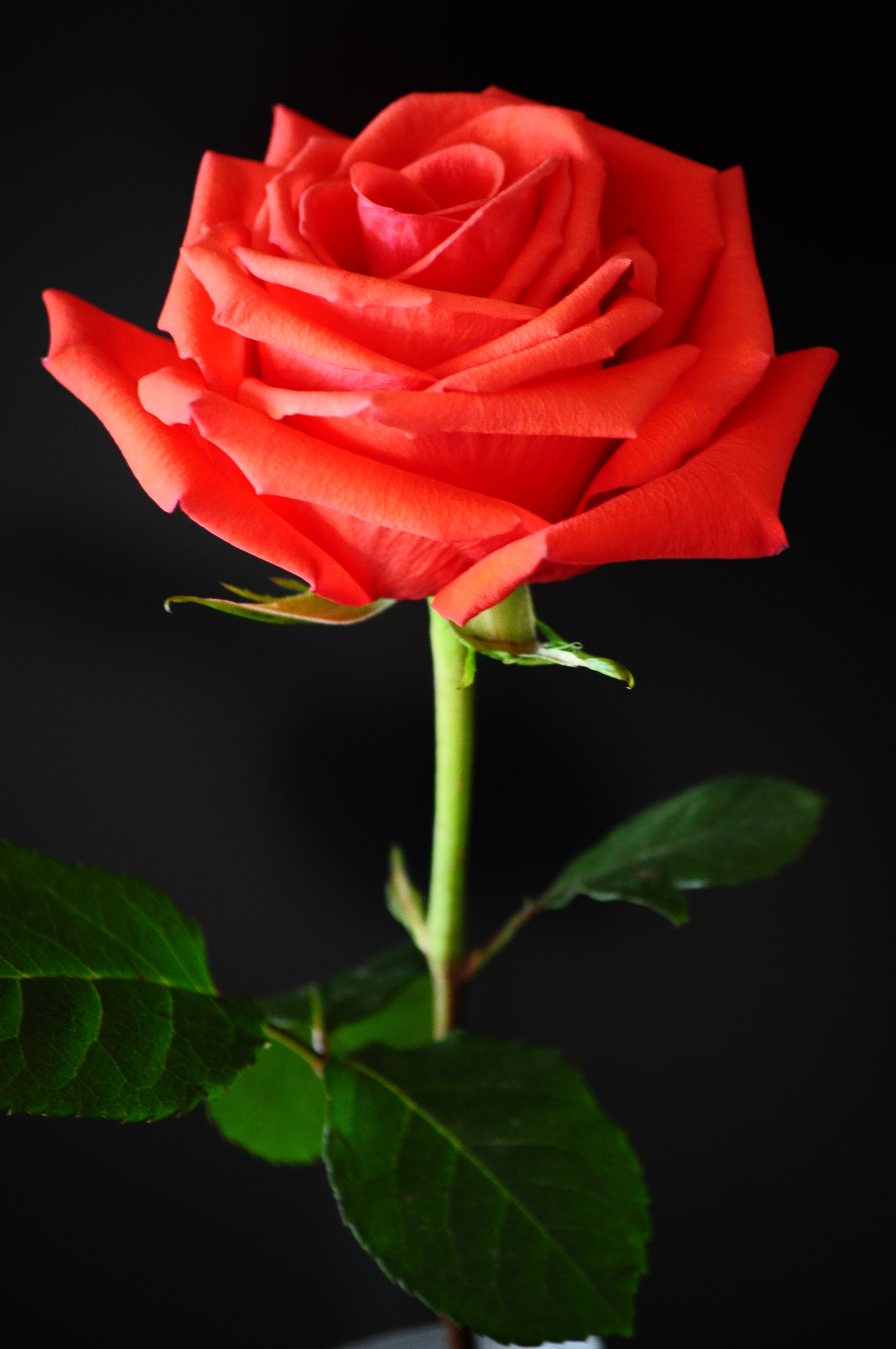 File Red Rose Against A Black Background Jpg Wikimedia