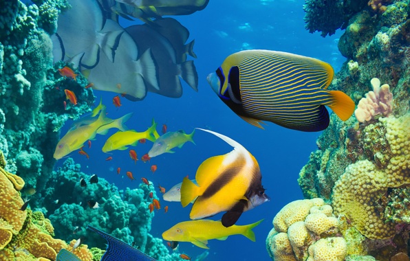 Reef Ocean Sea Fish Underwater Coral Wallpaper