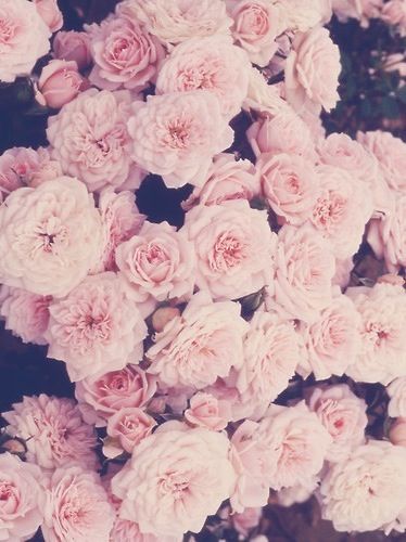 Roses vintage iphone wallpaper Ipod and iphone things Pinterest