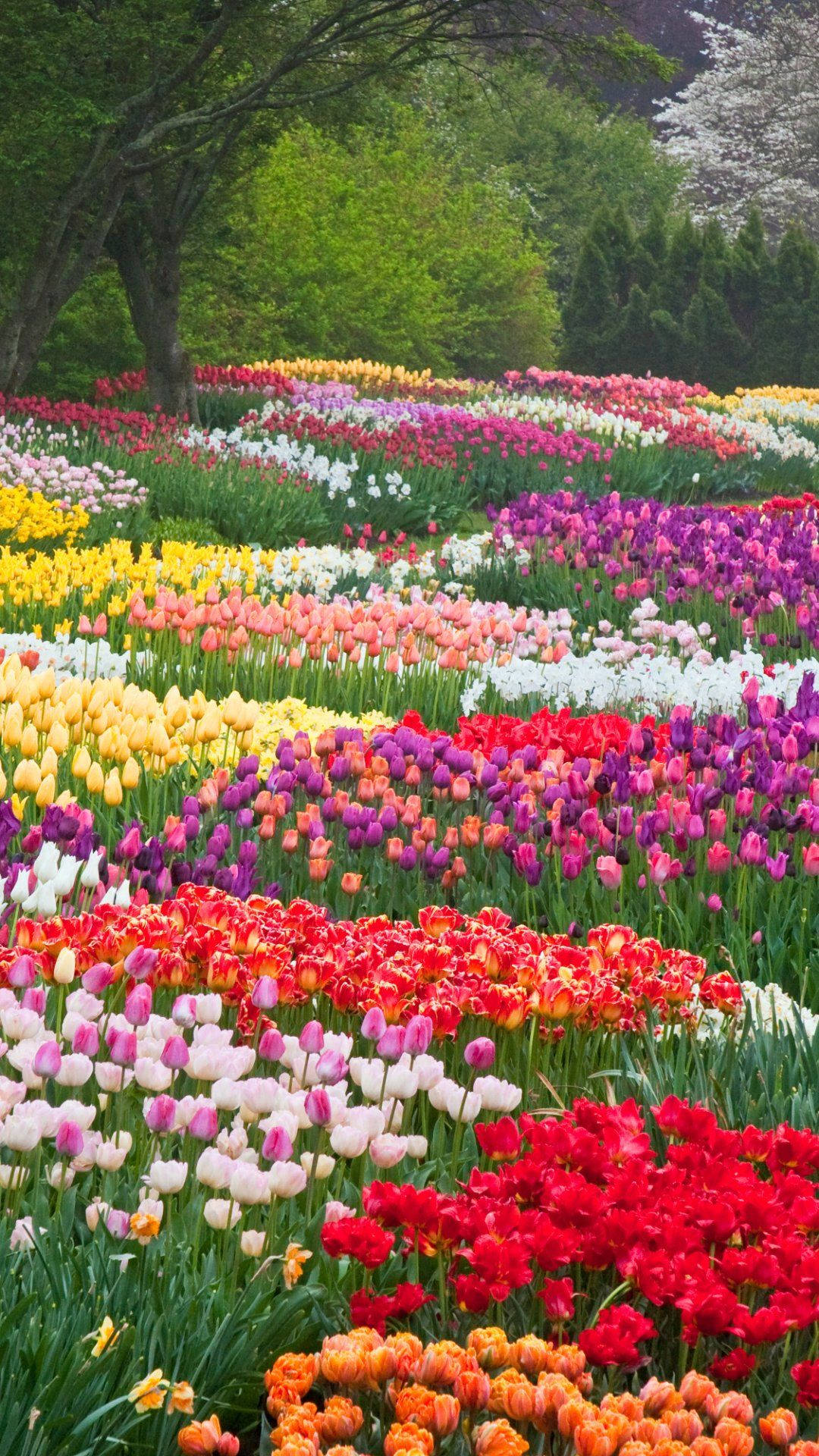 Beautiful Spring Wallpaper
