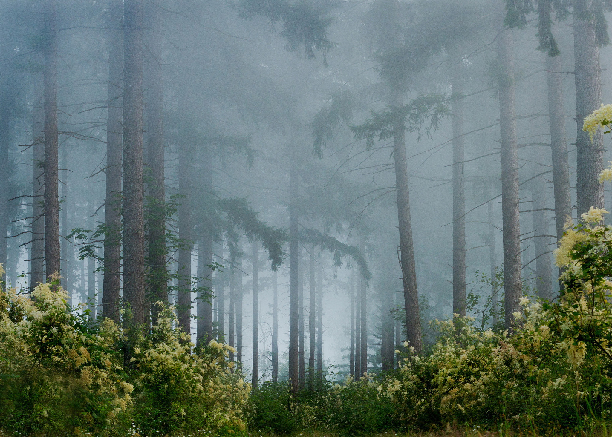 Foggy Forest Background Wallpaper