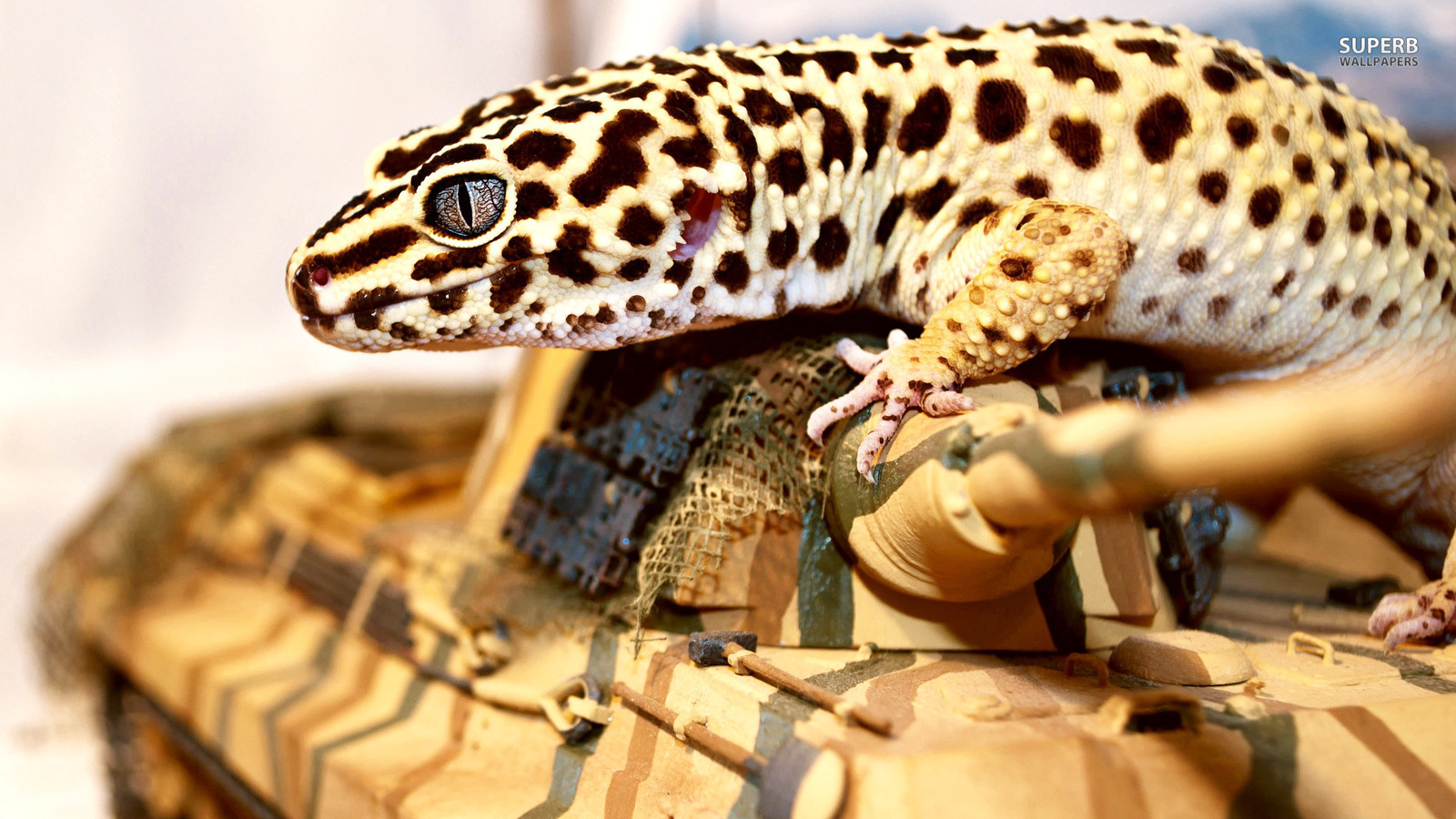 Lizards Image Spotted Lizard HD Wallpaper And Background