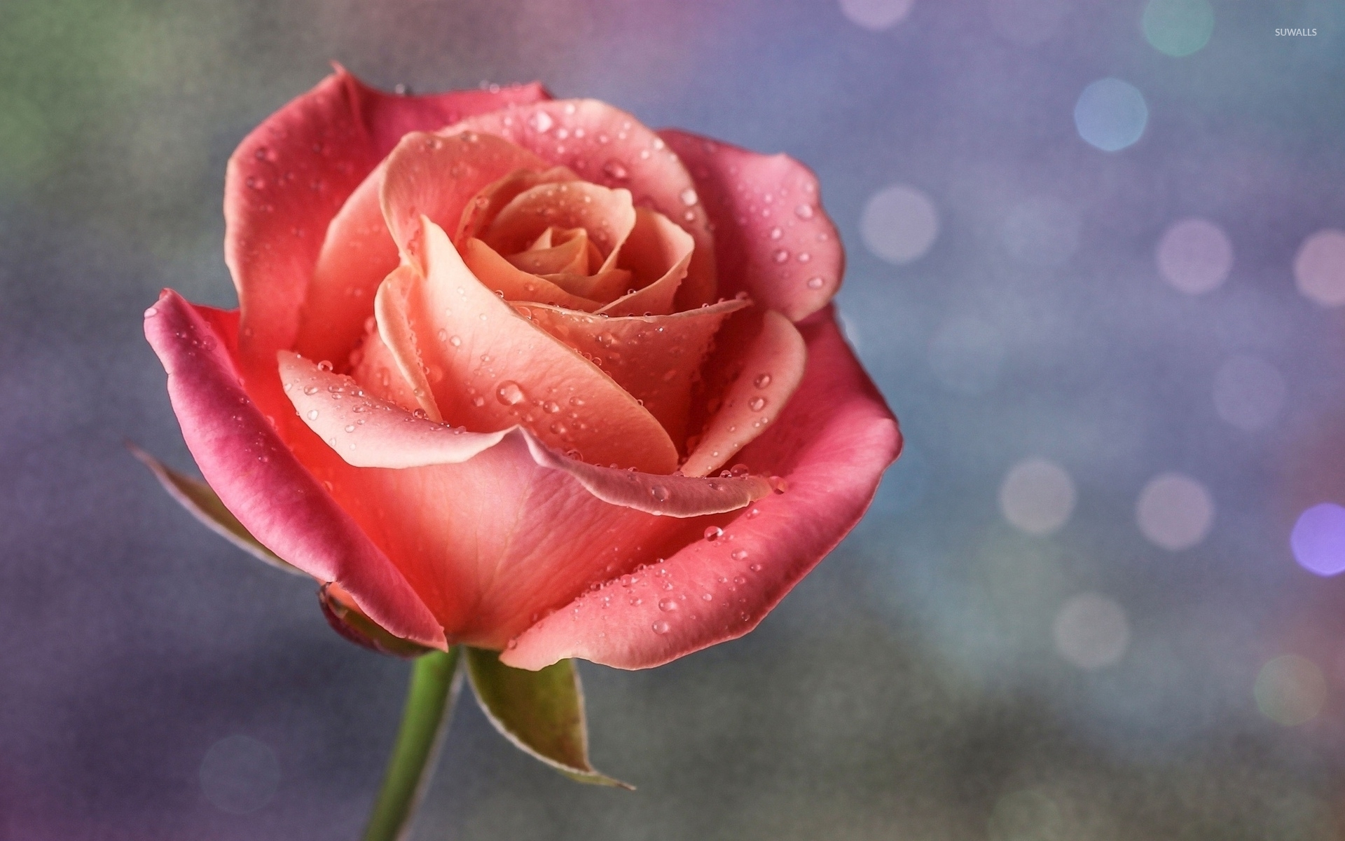 Pink rose with water drops wallpaper   Flower wallpapers   36196