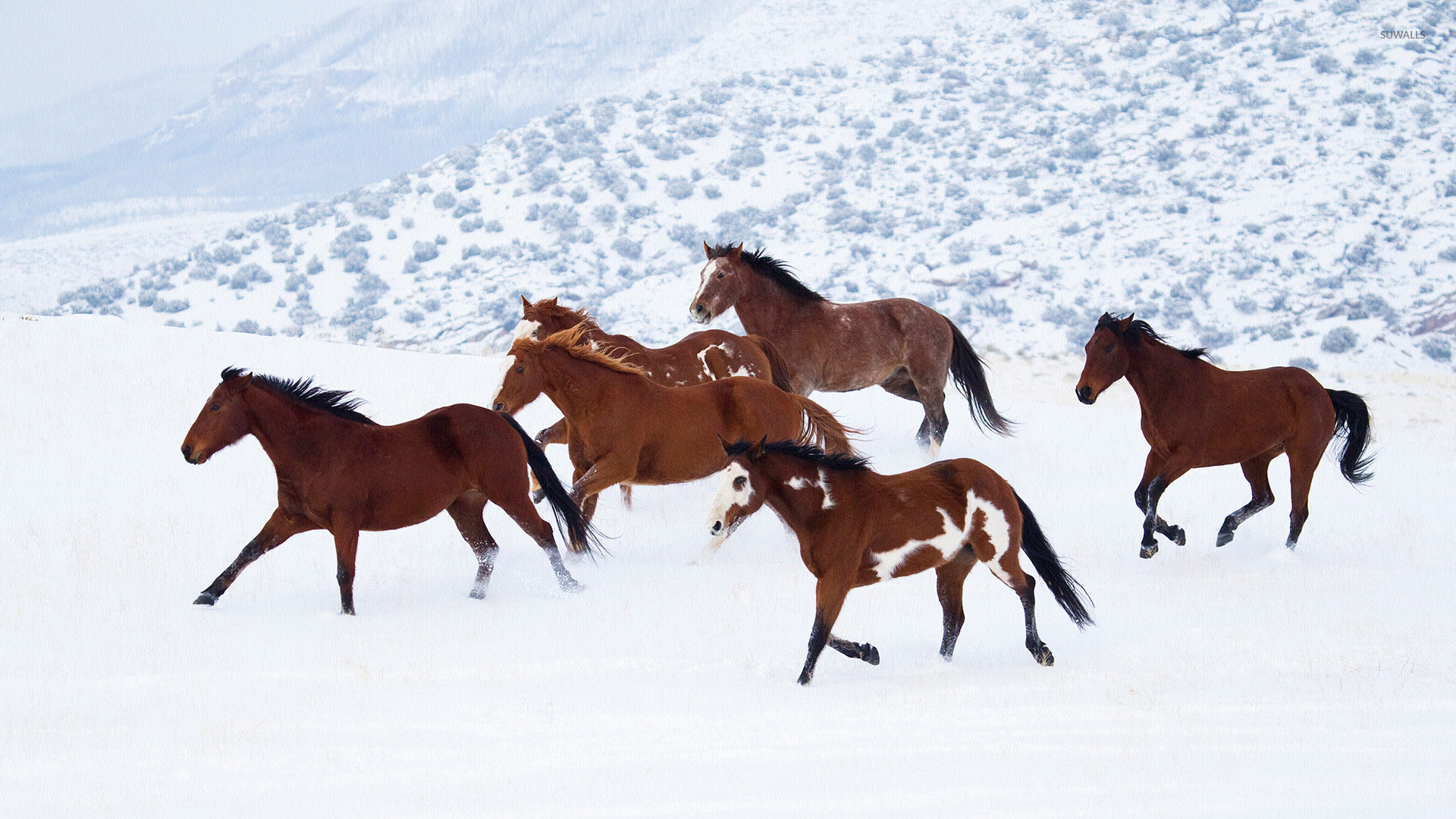 Horses In Snow Wallpaper Animal