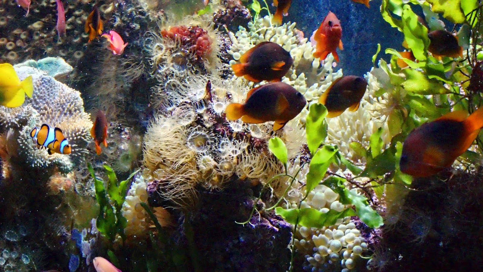 Mashababko Wallpaper HD Aquarium