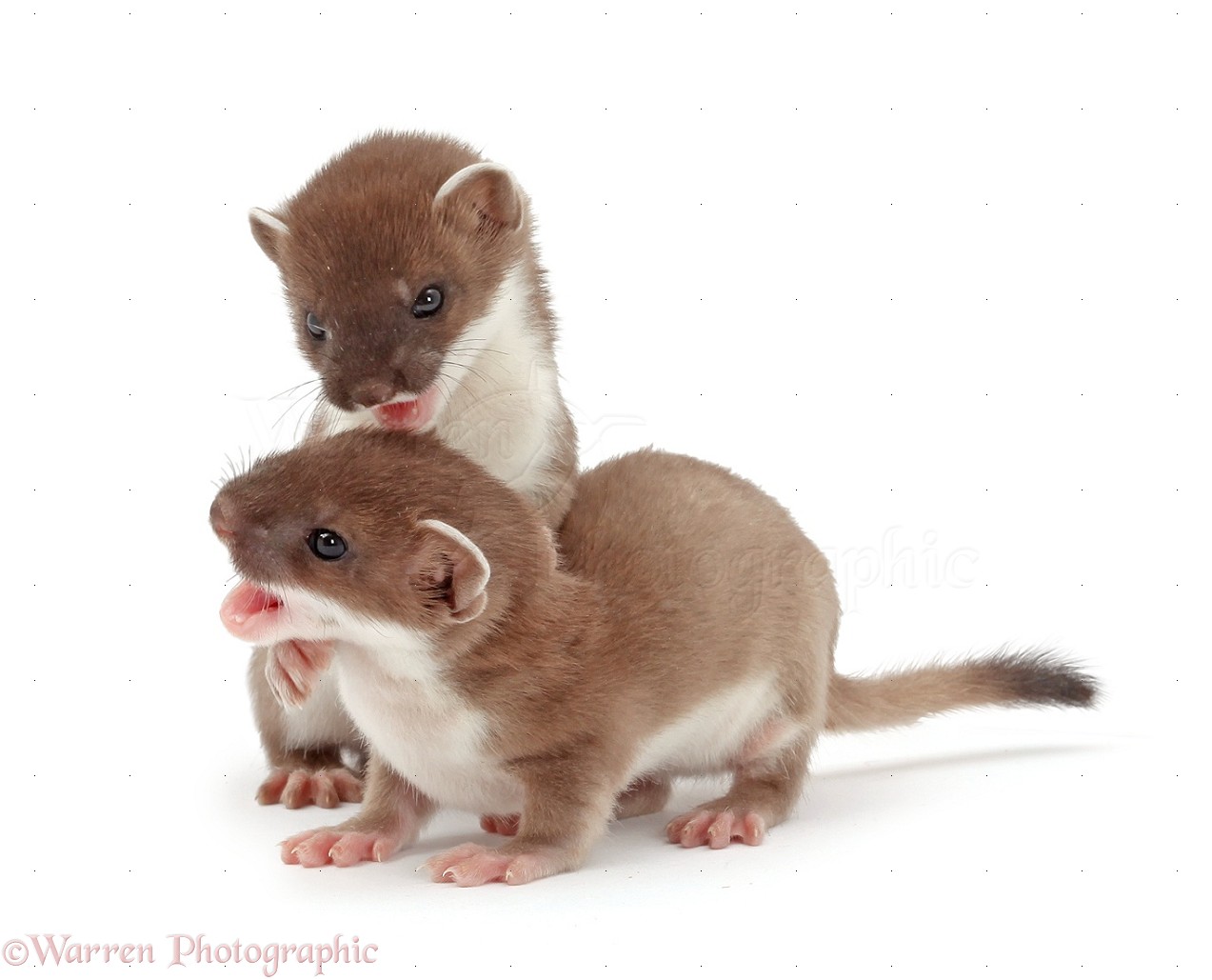 Young Stoats Photo Wp28118