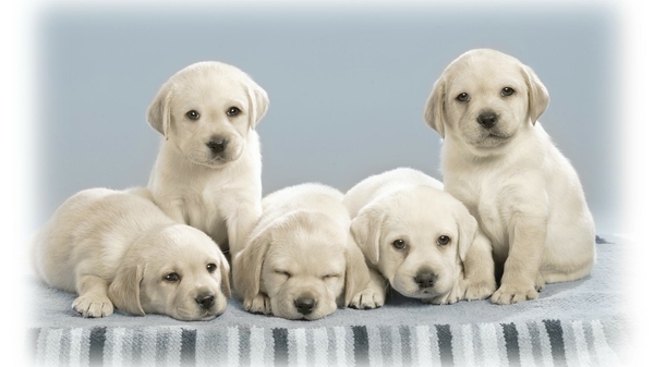 Dogs Puppies Wallpaper Desktop