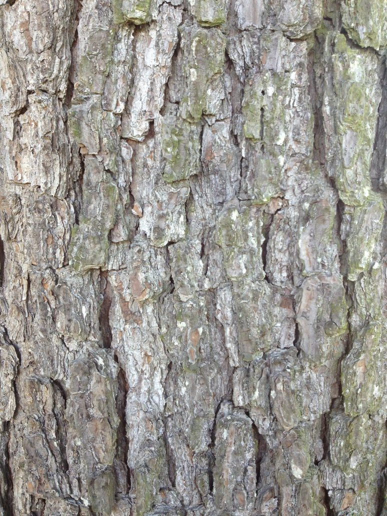 Tree Bark Wallpaper For iPhone Or iPad By Victorvoltfan1