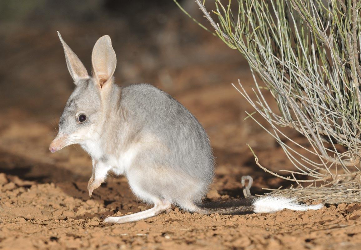 Help the bilbies Our relationship with nature