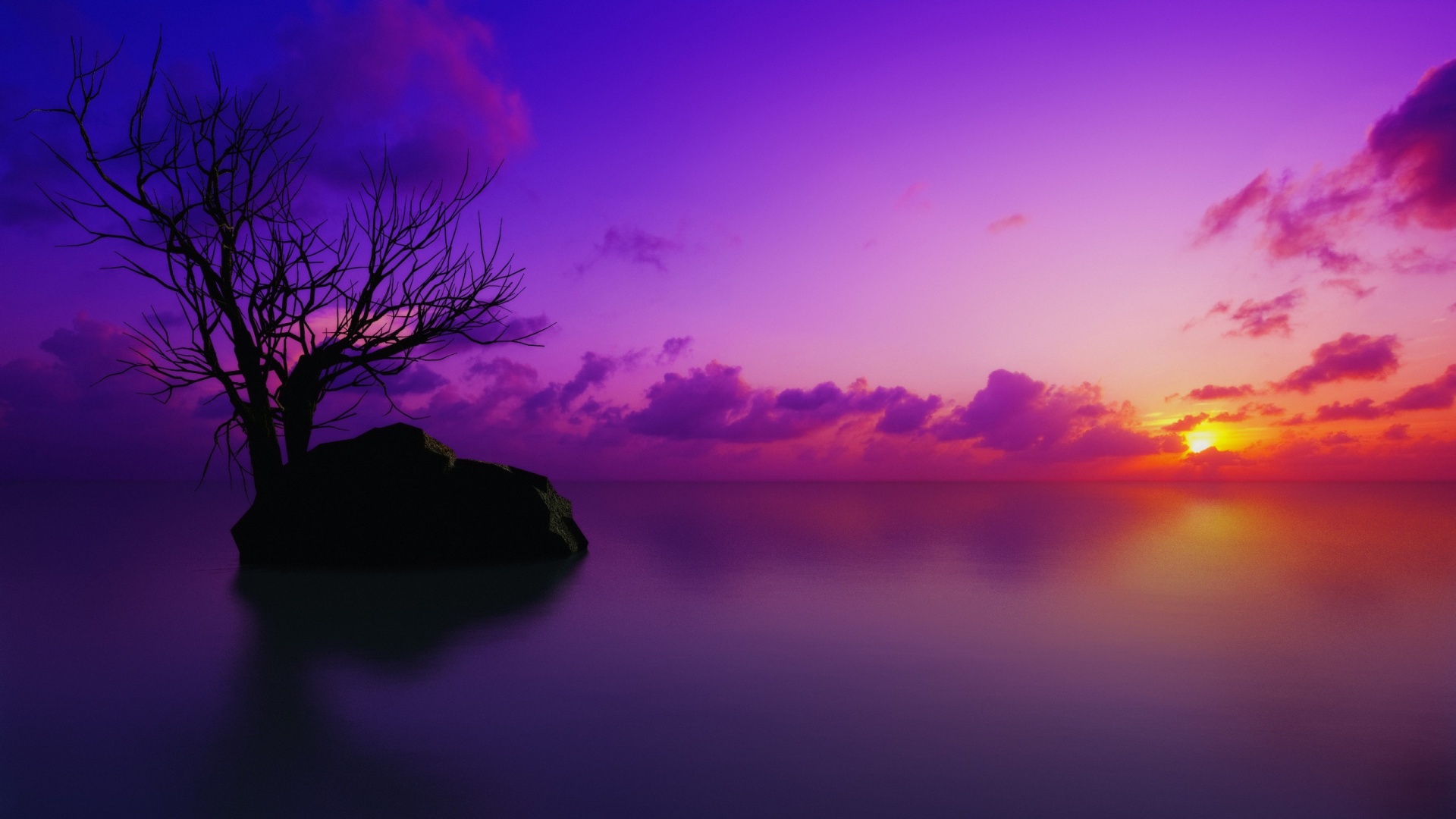 Violet Wallpaper High Definition Quality Widescreen