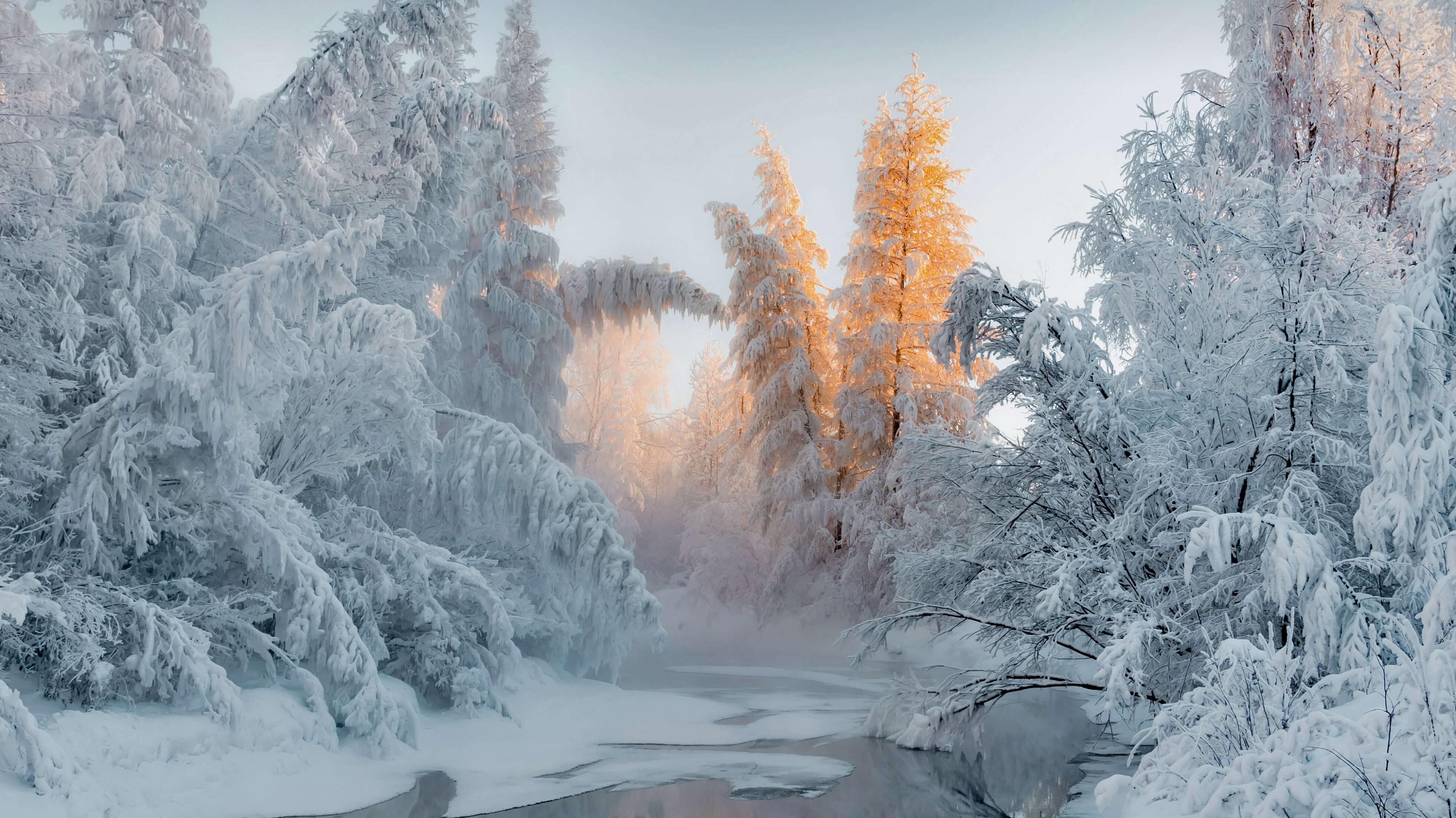 Wallpaper Winter Forest Snow Trees 4k Nature