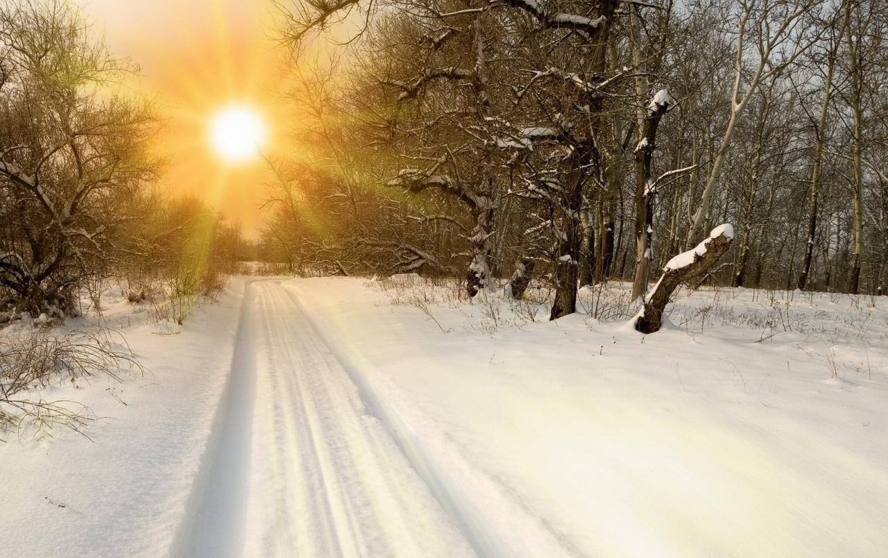 Sunny Winter Forest wallpapers Sunny Winter Forest stock photos