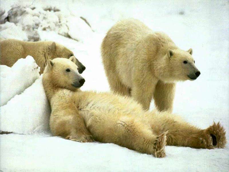 7art Bears Screensaver Brown And Pole In Beautiful Slide Show