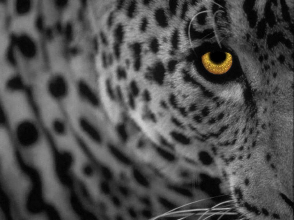 Japan Leopard HD Wallpaper Snow Pics Photos Of Hunting