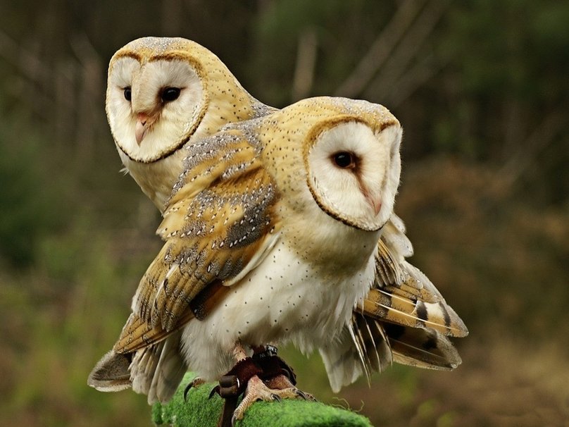 Barn Owls Wallpaper