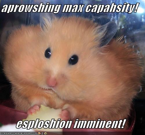 Funny Hamsters Pictures For Widescreen Animal