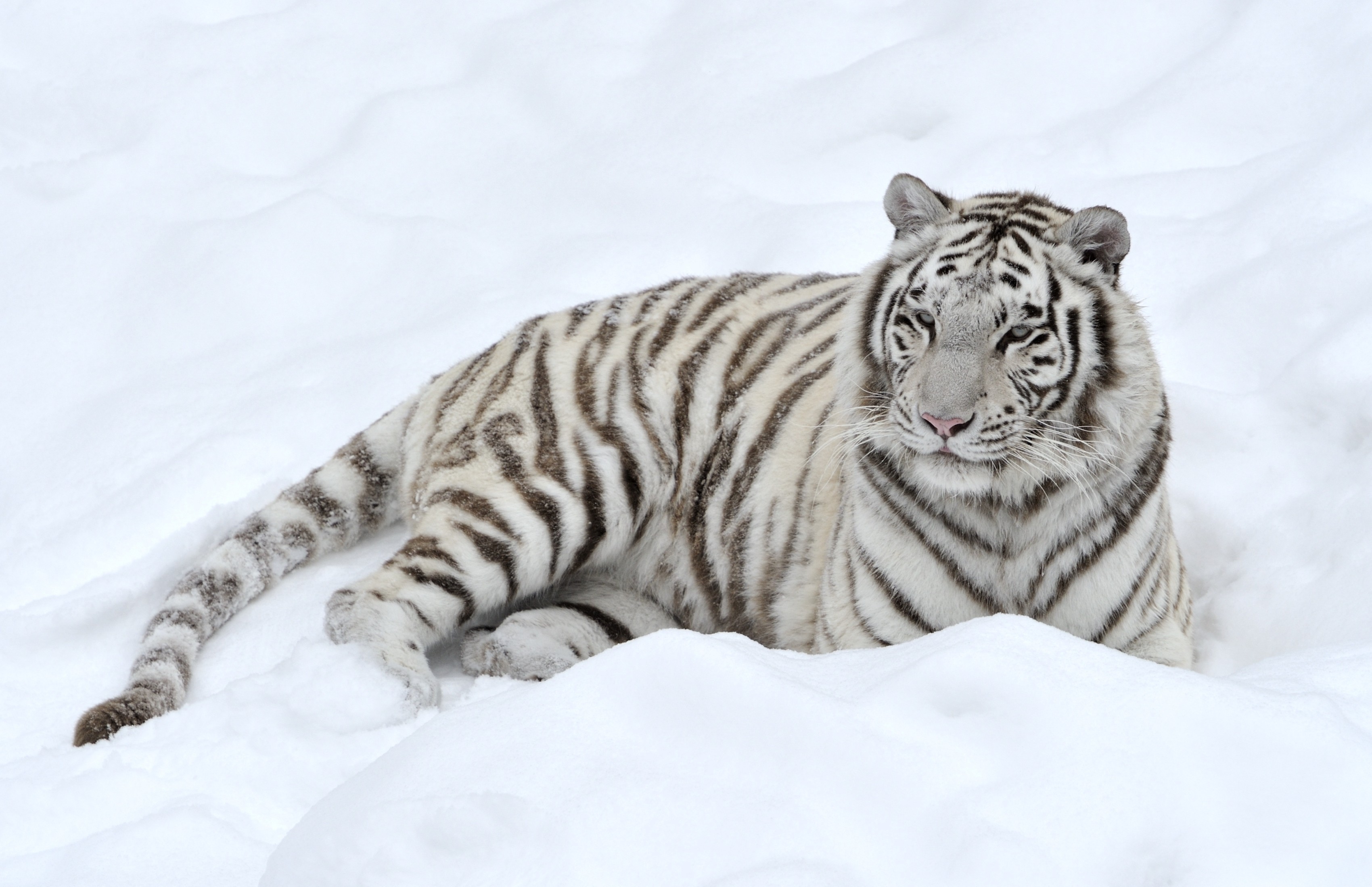 Snow Tiger White Winter HD Wallpaper