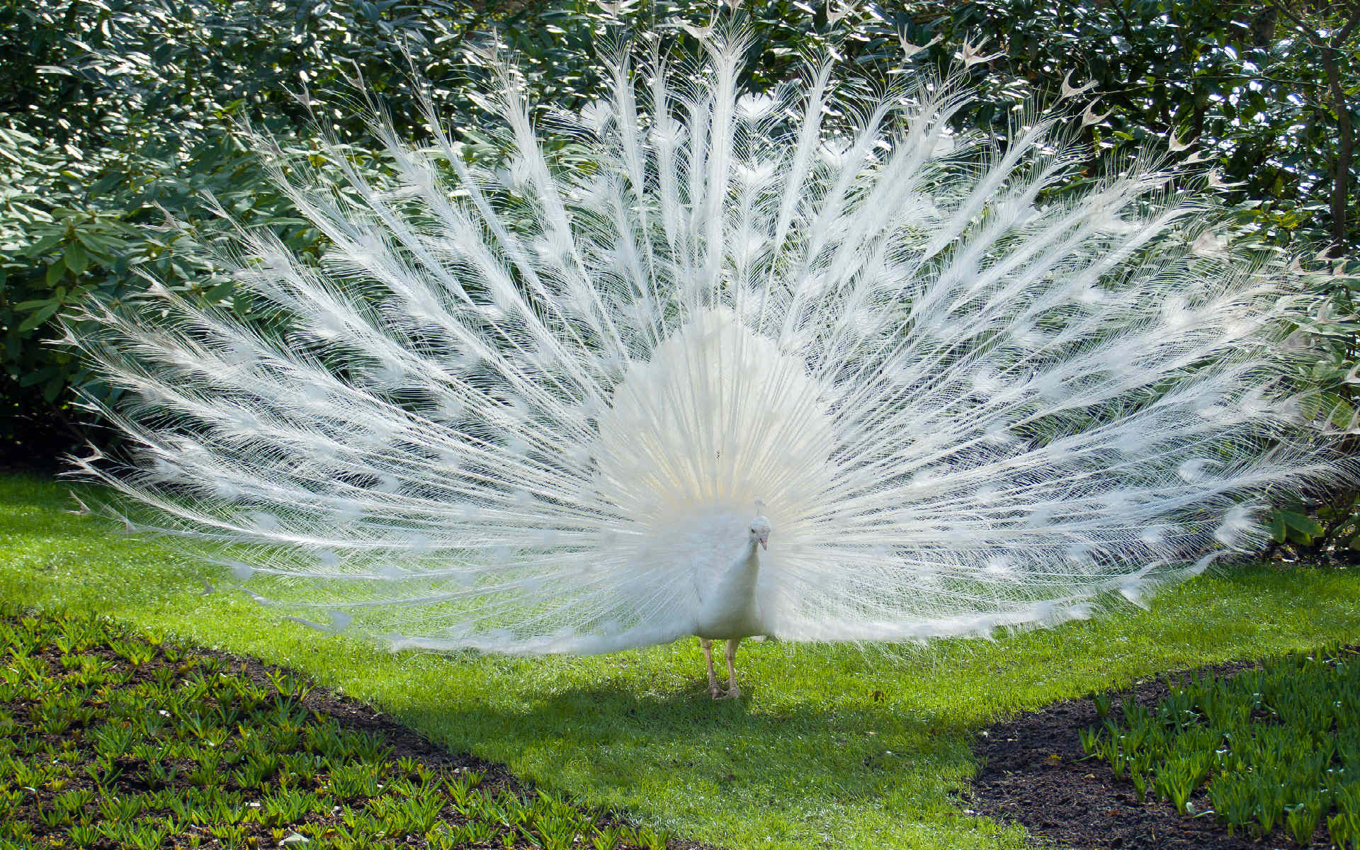 Most Beautiful Peacock HD Wallpaper Full 1080p