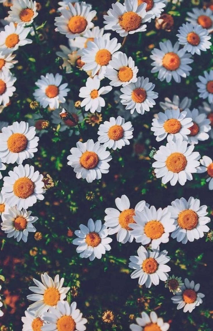 White Daisies Flowers Beautiful Wallpaper Plant