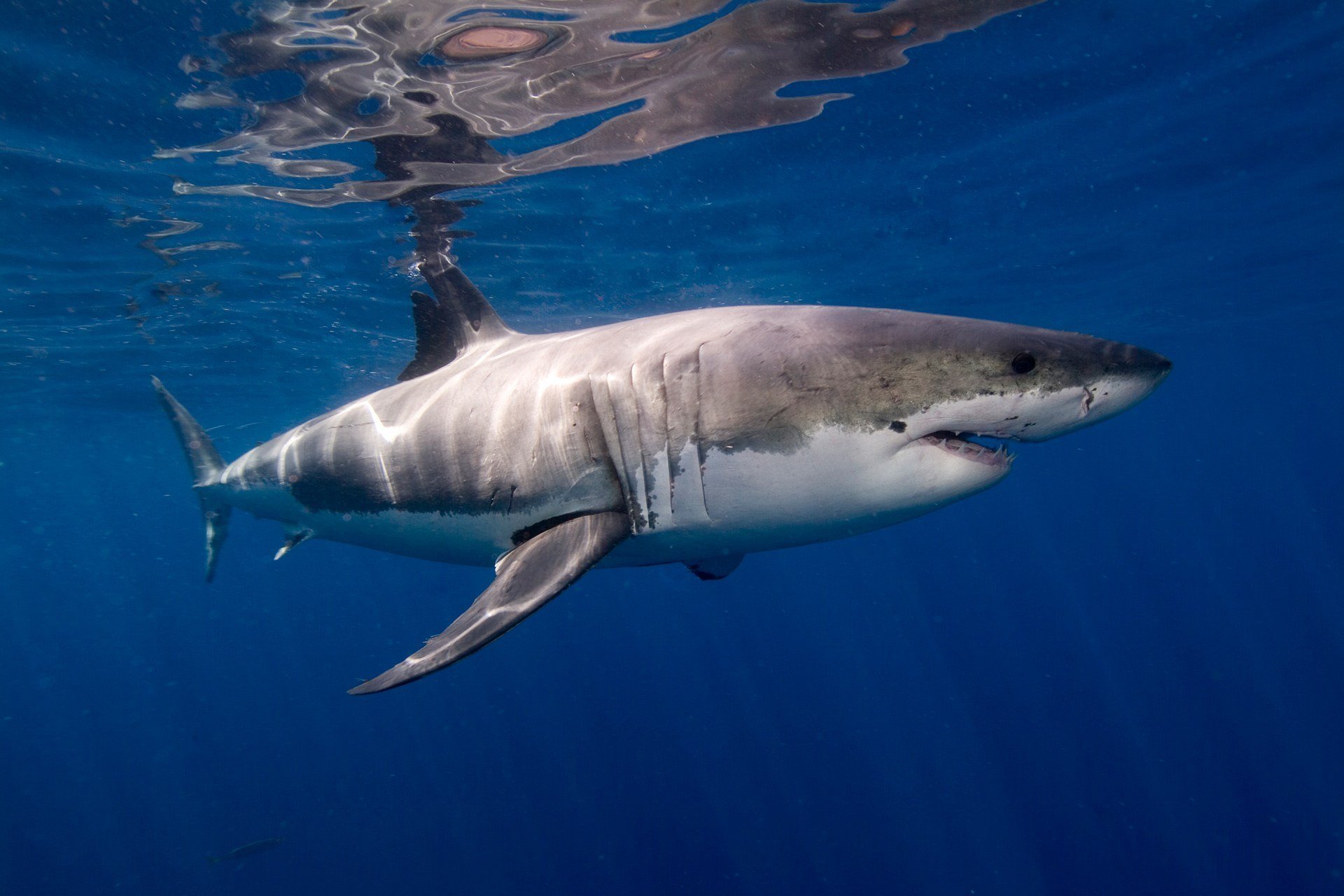 Best Great White Shark incredible Images and Beautiful HD Wallpapers 1920x1280