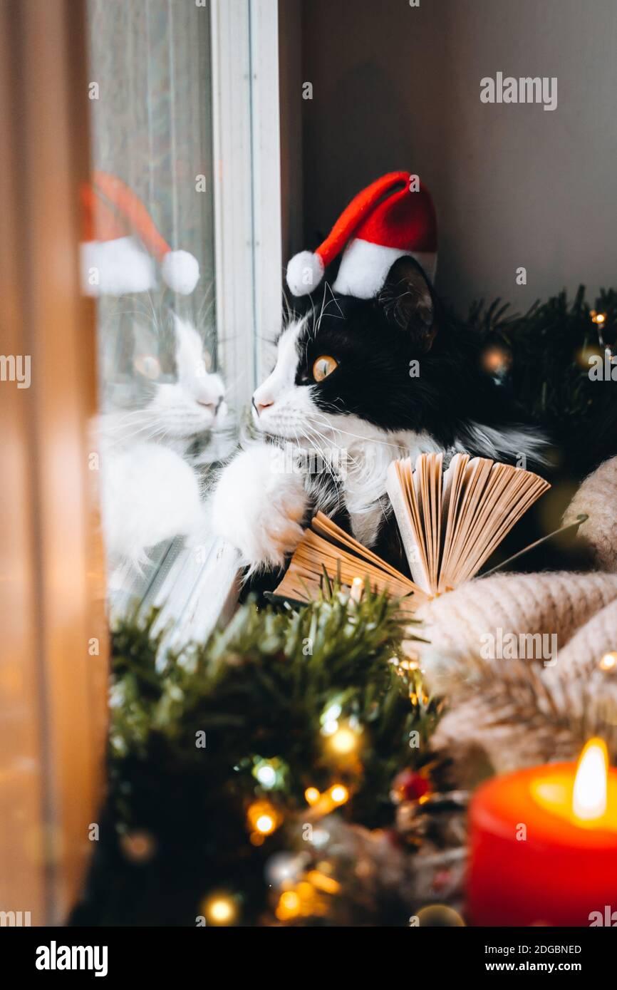 Funny Black Cat On Window Sill In Santa Hat Read Book Look To