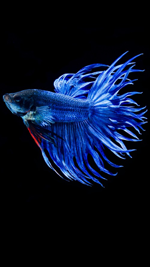 Free Download Apple Iphone 6s Wallpaper With Blue Betta Fish In Dark Background Hd 500x889 For Your Desktop Mobile Tablet Explore 50 Iphone 6s Default Wallpaper Iphone 5s Default Wallpaper betta fish iphone 50