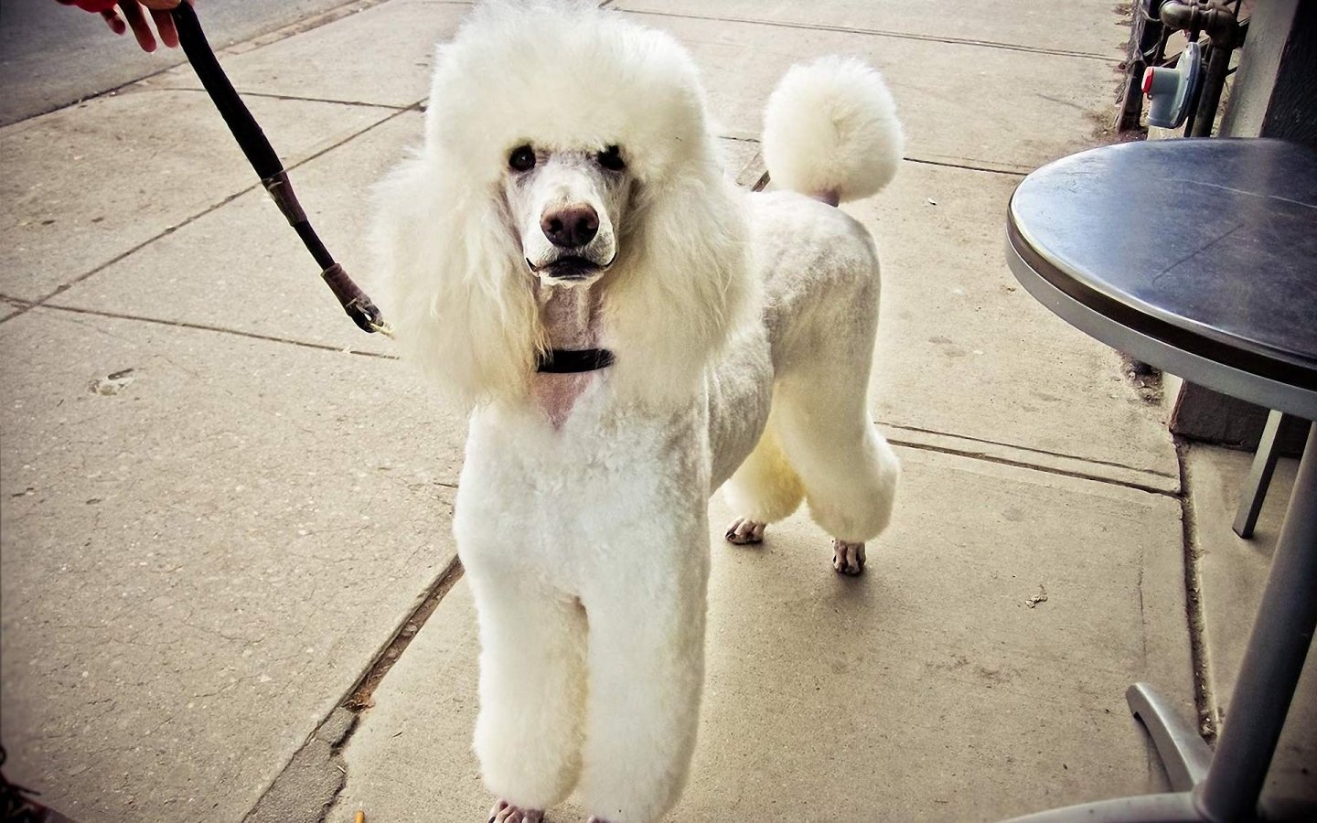 Wallpaper Poodle Pictures