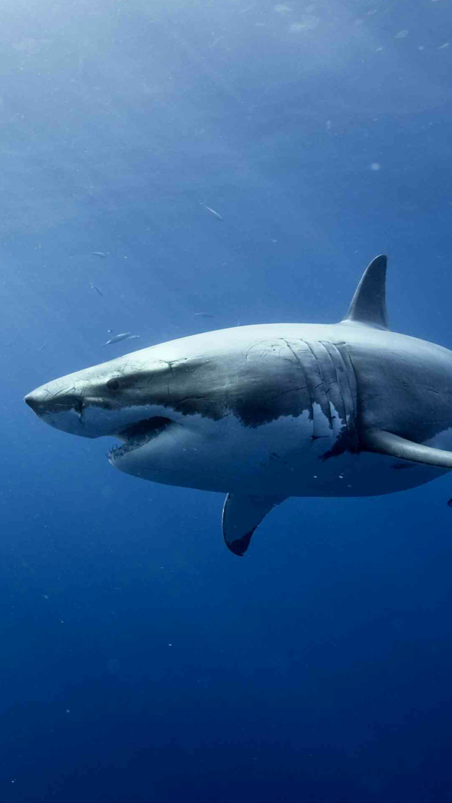 Shark Wallpaper iPhone