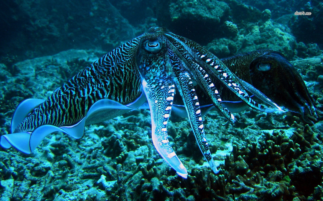 Blue Ringed Octopus Wallpaper Animal