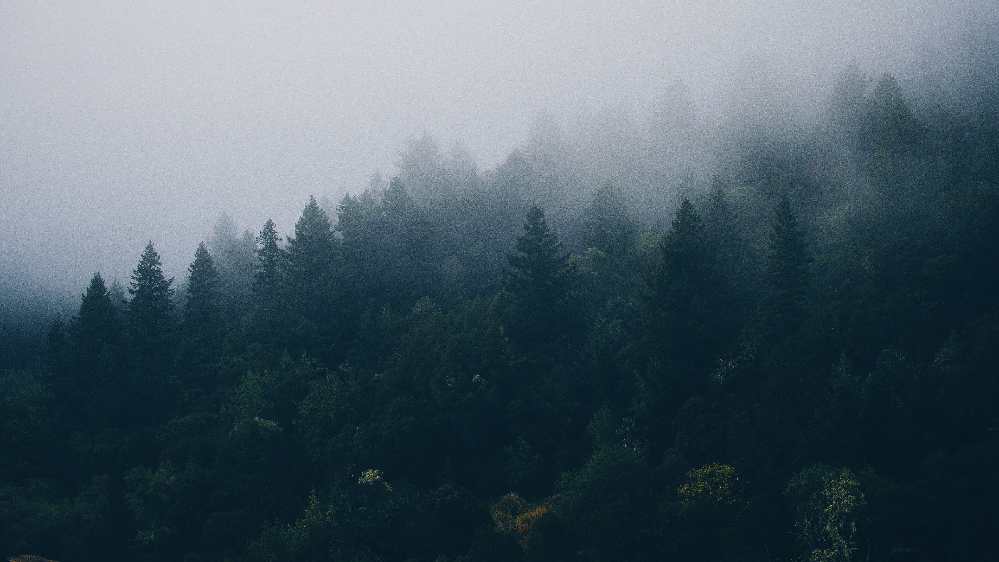 Pacific Northwest Wallpaper For Desktop Forest