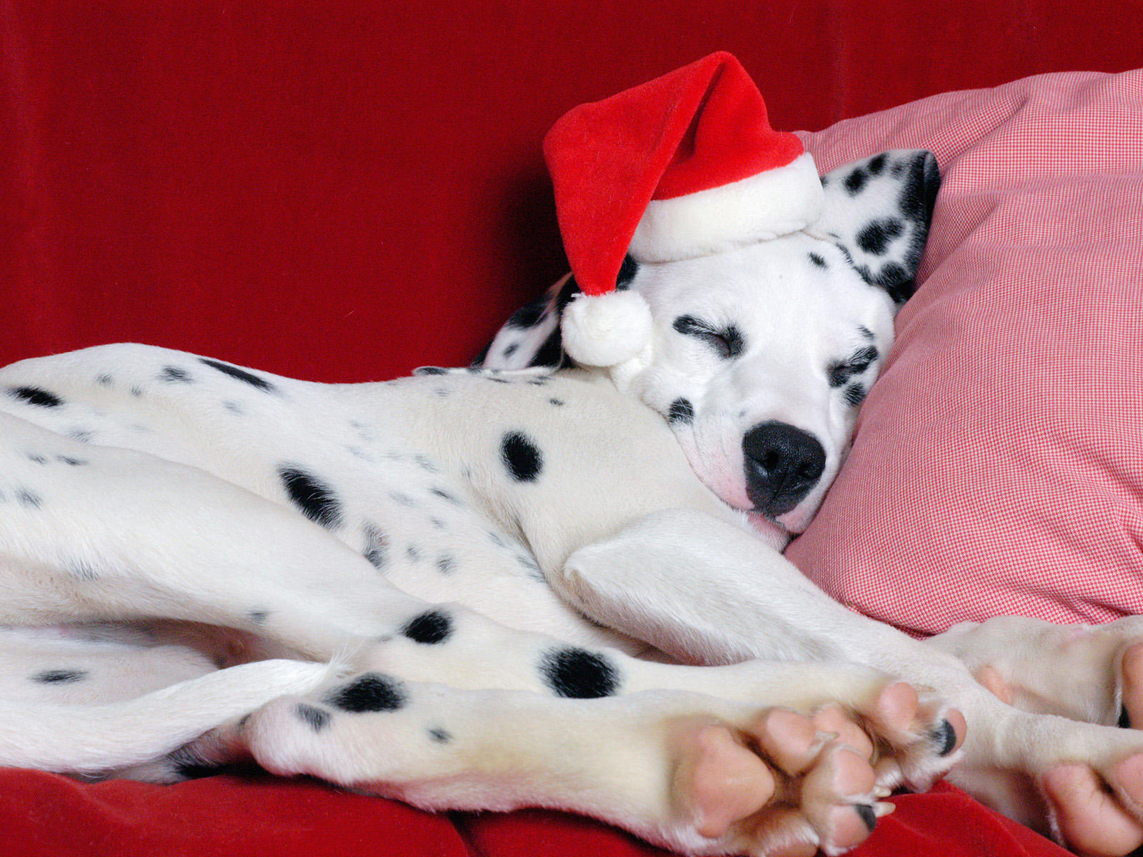 Dalmatian Dog Asleep With Head On Pillow Wearing Father