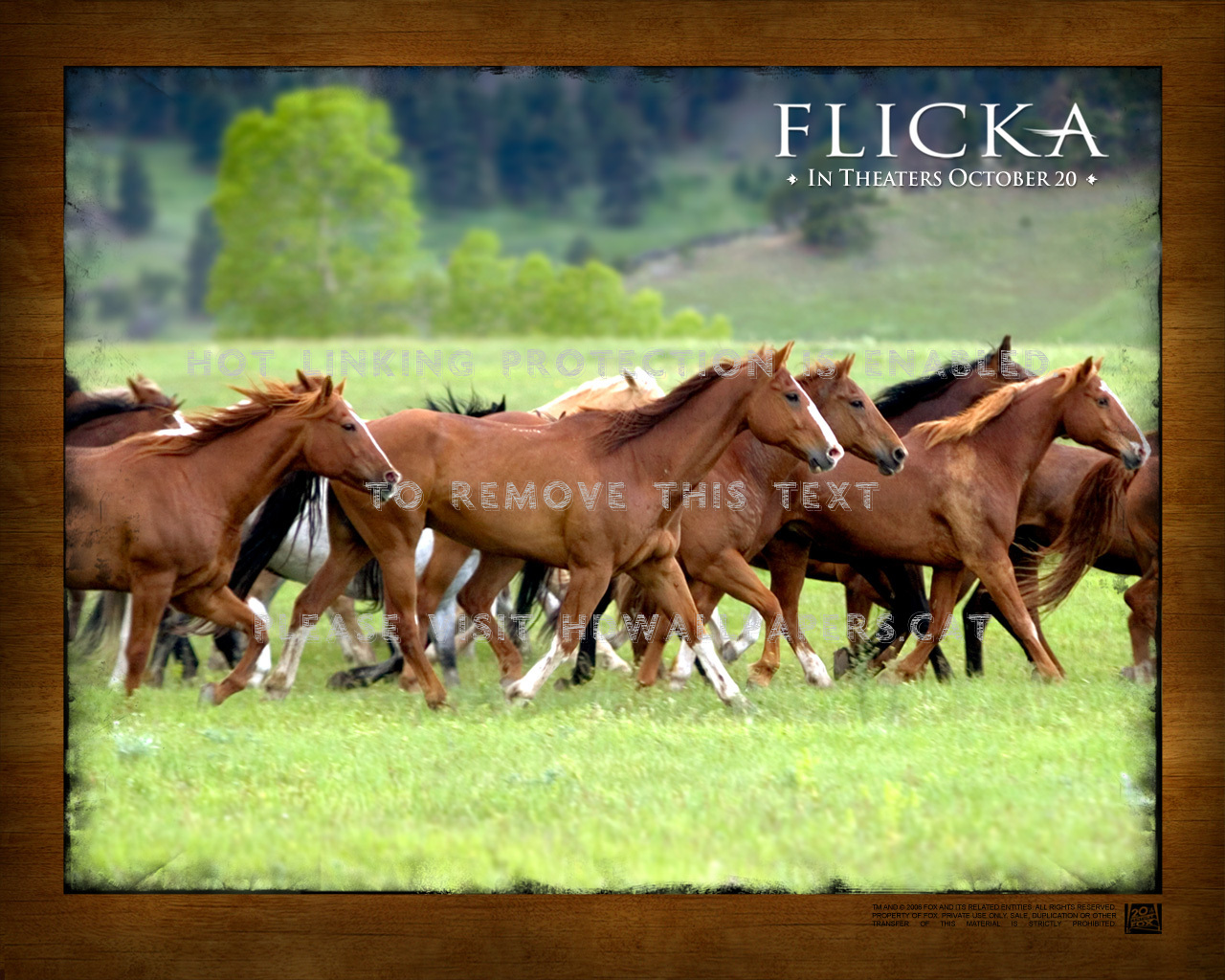 Flicka Wallpaper Herd Of Horses Black Wild