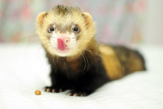 Funny And Cute Ferrets Animals