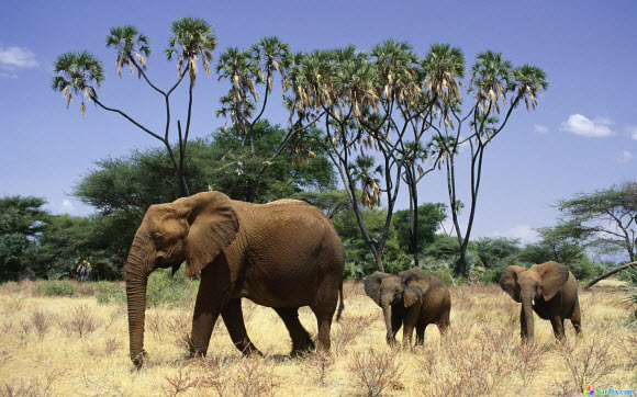  Download Animal Wallpaper Pack elephants 580x362