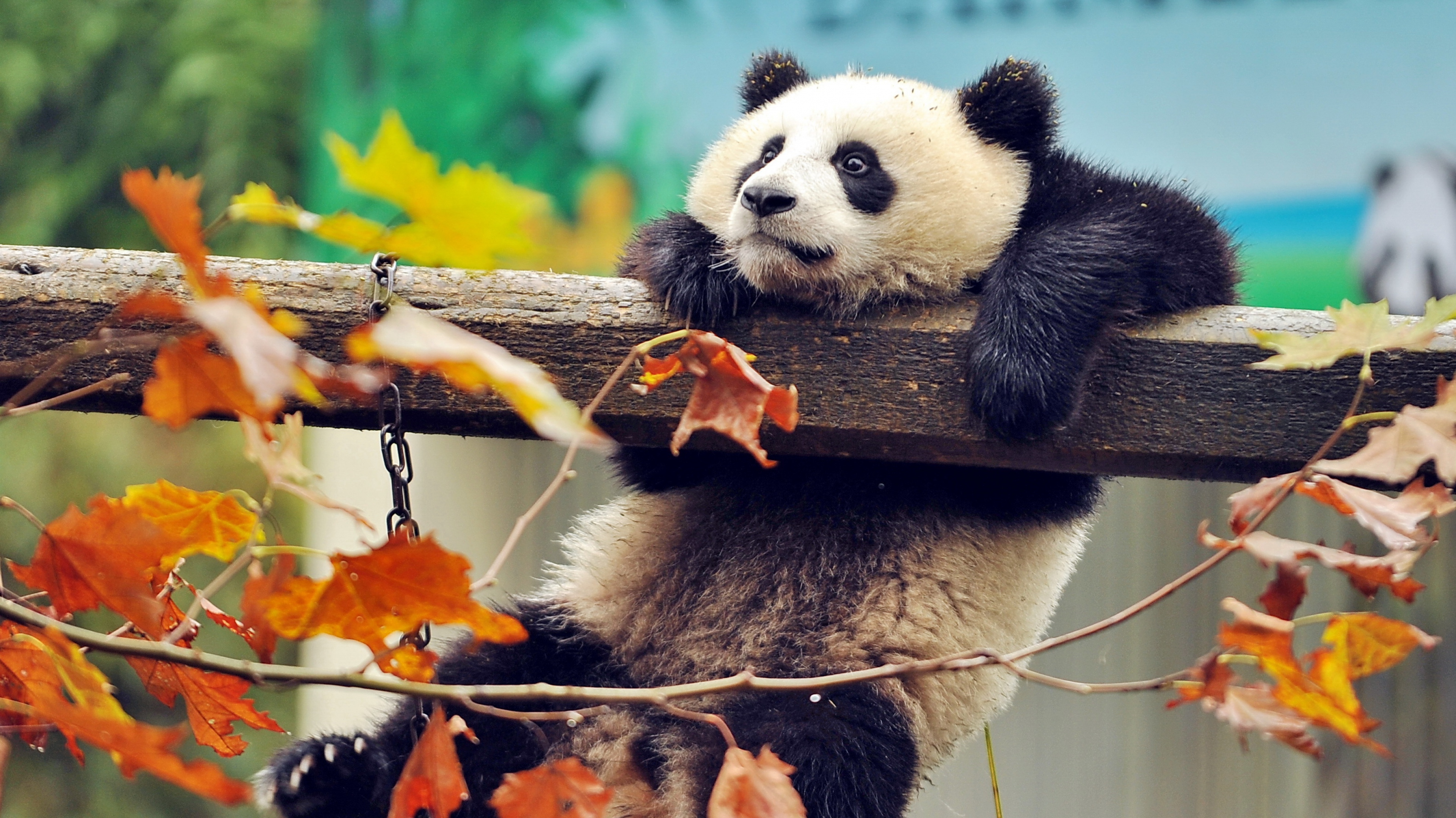 Cute Panda HD Animals 4k Wallpaper Image Photos And Picture