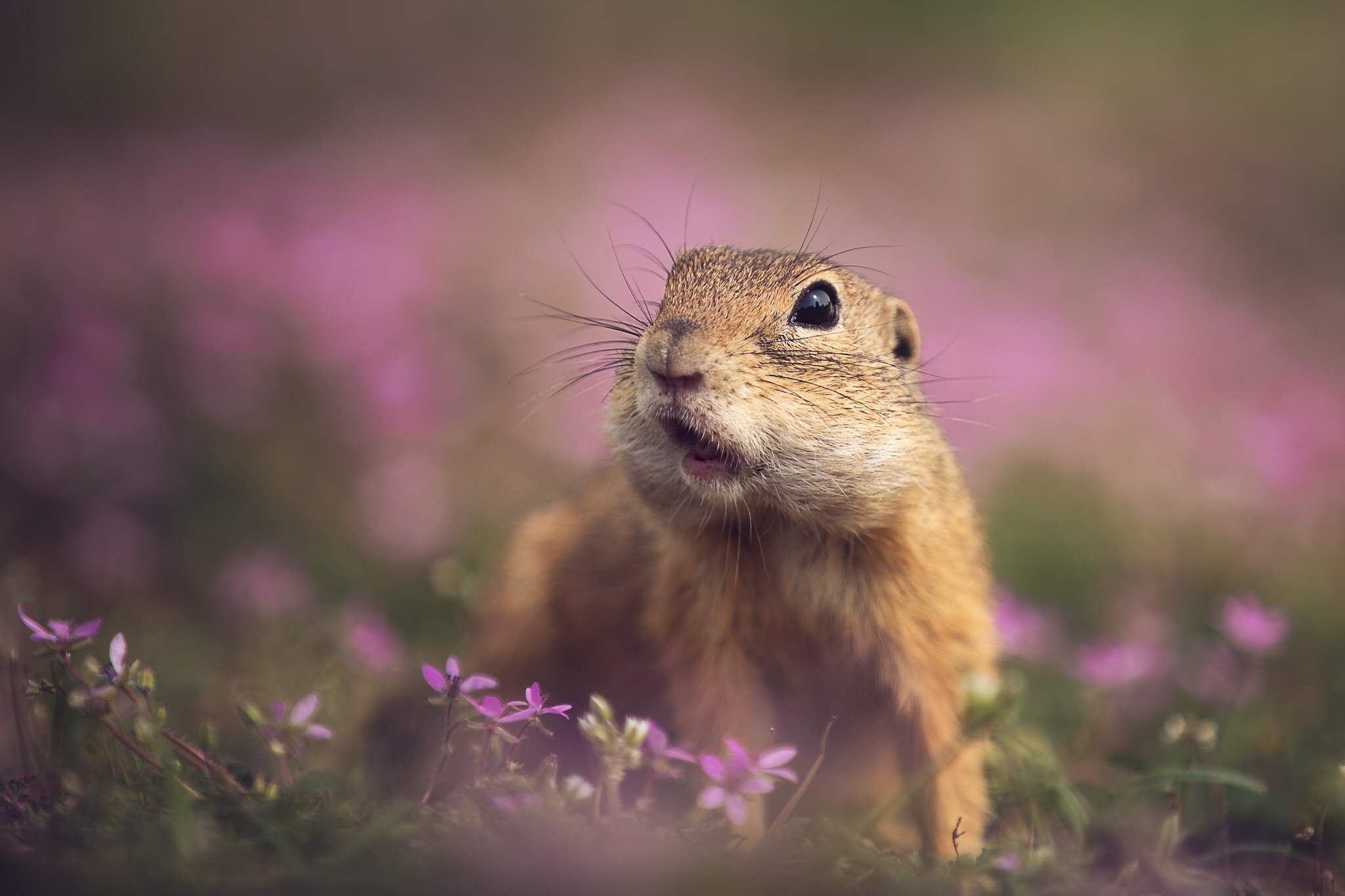 Gopher HD Wallpaper Background Image Id
