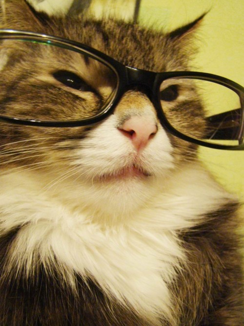 Cats Wearing Glasses Photo