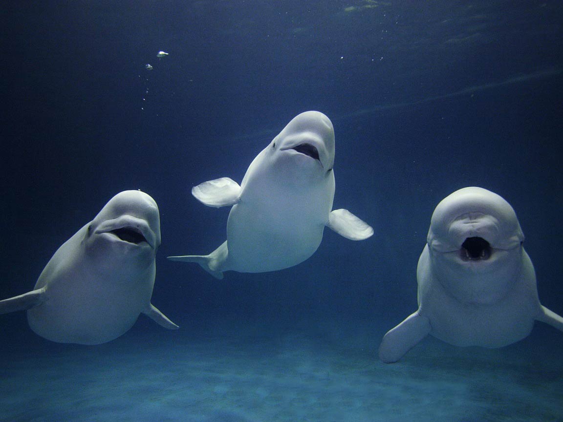 Beluga Whales Image HD Wallpaper And Background