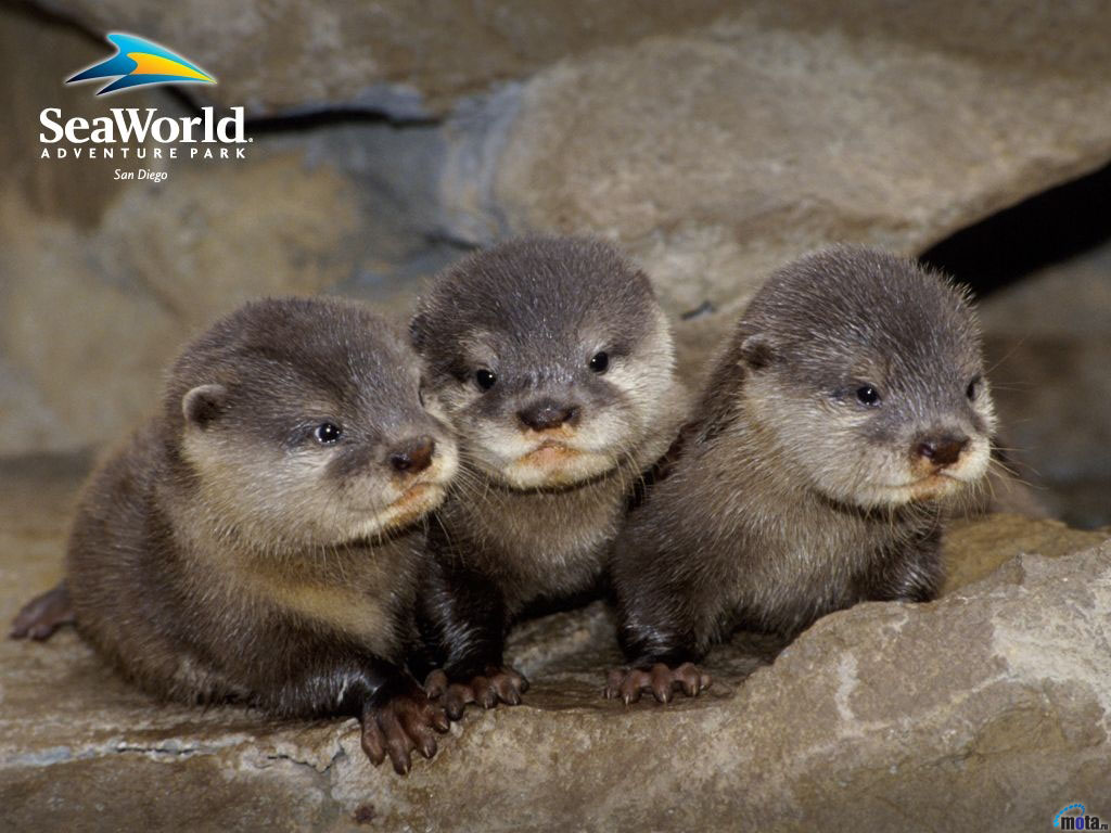 Wallpaper Grey Otter Baby Otters