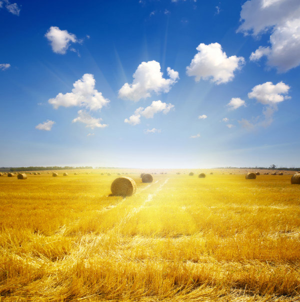 Wheat Fields Sunshine Blue Skies Golden