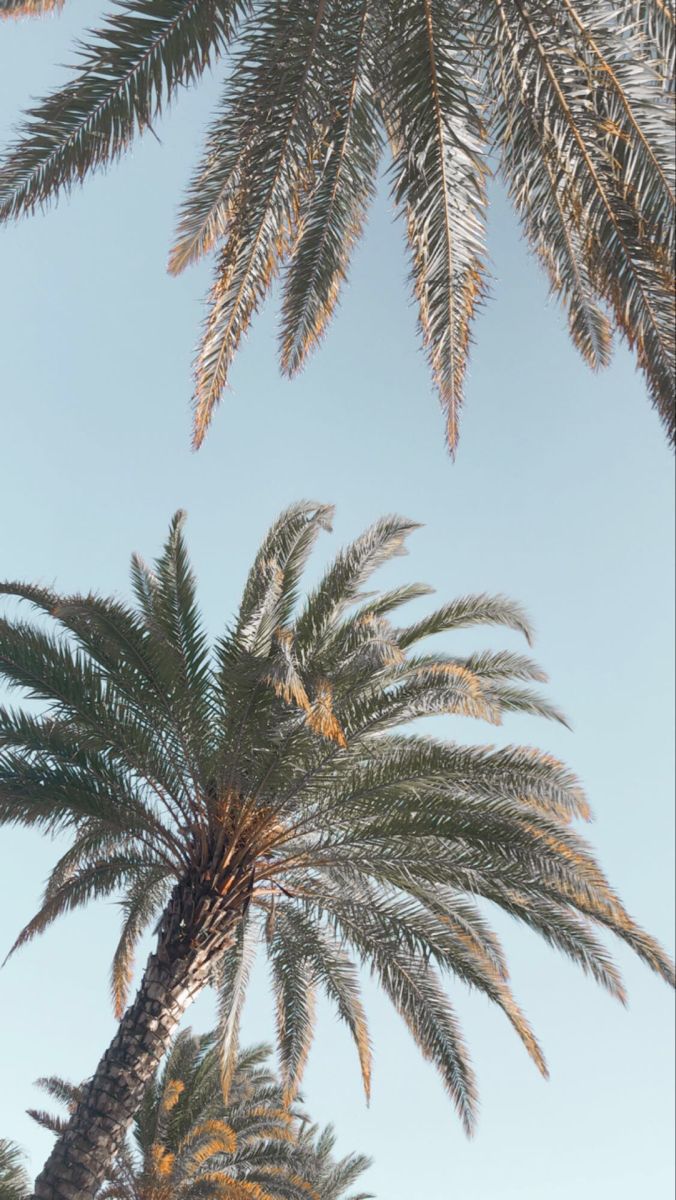 Aesthetic Palm Trees Wallpaper