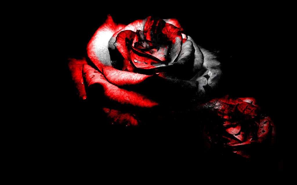 Blood Rose Wallpaper HD For Walls Mobile Phone Widescreen