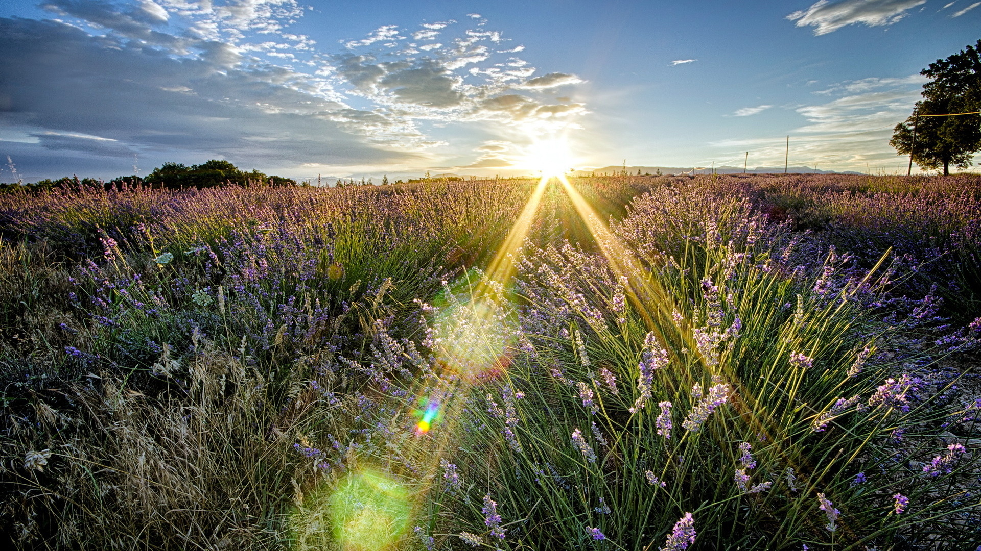 Wildflower Wallpaper
