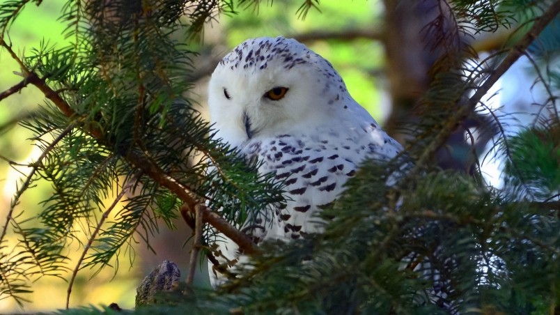 Beautiful White Owl HD Wallpaper Wallpaperfx