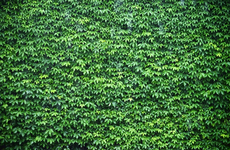Wall of Green Ivy Wallpaper Wall Mural MuralsWallpapercouk