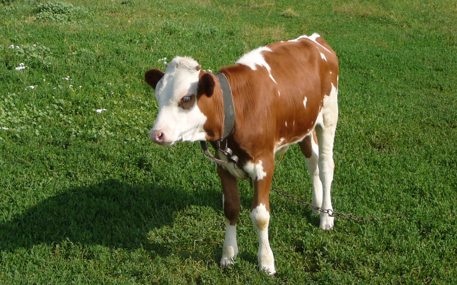 For Cow HD Wallpaper Full Animal